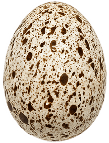 Egg